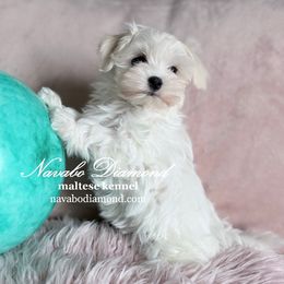 Girl - White female Maltese puppy in Snowville, Utah from Navabo Diamond