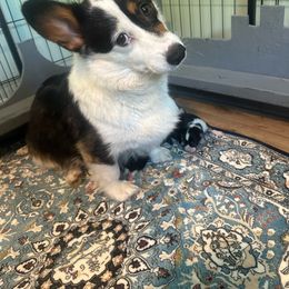 Trudy - Pembroke Welsh Corgi