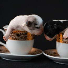 Chihuahua Puppies from Arizona Adventure Chihuahuas
