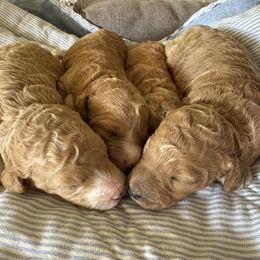 Willow - Apricot female Poodle puppy in Gilbert, Arizona from Desert Oasis Kennels