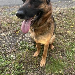 Emmy - German Shepherd