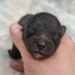 Boy 5 - Black male Pomeranian puppy in Tulsa County, Oklahoma from CP Kennels