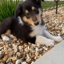Collie Puppies from Heritage Valley Collies