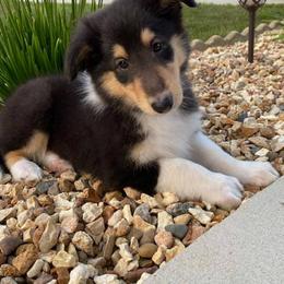 Collie Puppies from Heritage Valley Collies