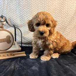 Frank - Apricot male Goldendoodle puppy in White Pigeon, Michigan from Delaryedoodles