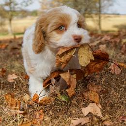 Cavapoo Puppies from WW Cavapoos