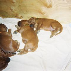 Irish Setter Puppies from Ambition Irish Setters