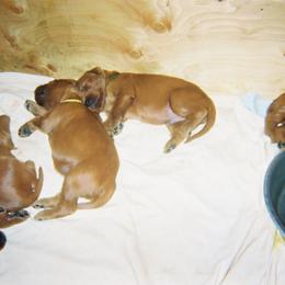 Irish Setter Puppies from Ambition Irish Setters