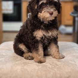 Honeybee - Tri-color female Bernedoodle puppy in Milton, Florida from Sutton Place Doodles