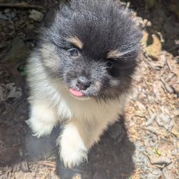 Lola - Black parti female Pomeranian puppy in Comer, Georgia from HillTop Pomeranians ✨