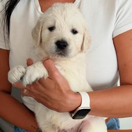 Sid - Light golden male Golden Retriever puppy in Rancho Cucamonga, California from Robinson Retrievers