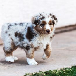Miniature Australian Shepherd Puppies from Rockin D Mini Aussies