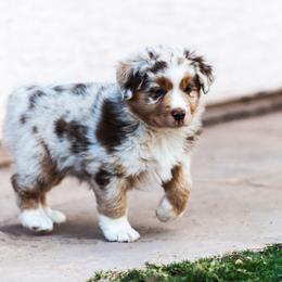 Miniature Australian Shepherd Puppies from Rockin D Mini Aussies