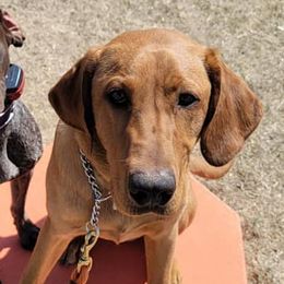 Chesapeake Bay Retrievers and German Shorthaired Pointers from GSP Outdoors