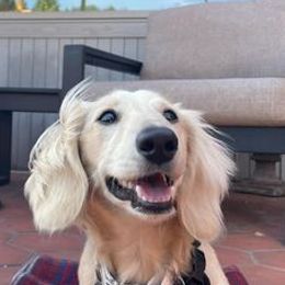 Dachshunds from Logan’s Lowriders
