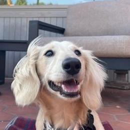 Dachshunds from Logan’s Lowriders
