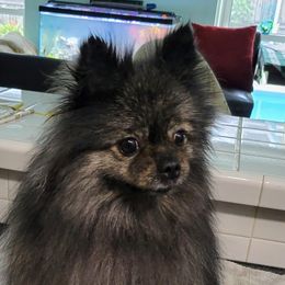 Tikka - Pomeranian