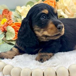 Flyer - Black and tan male Dachshund puppy in Exeter, California from Sawtooth Miniature Dachshunds