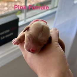 Cockapoo and Cocker Spaniel Puppies from Rome & Reign Farm