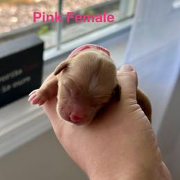 Cockapoo and Cocker Spaniel Puppies from Rome & Reign Farm