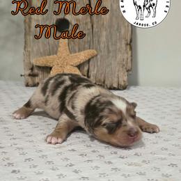 Leif - Red merle male Miniature Australian Shepherd puppy in Jaroso, Colorado from Heaven Sent Aussies