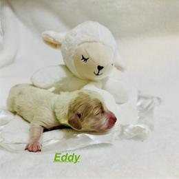 Eddy - Cream male Dachshund puppy in Wichita Falls, Texas from Long Dogs in The Falls
