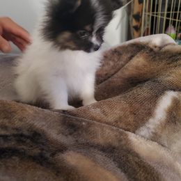 Pomeranian Puppies from REONE GHEEN