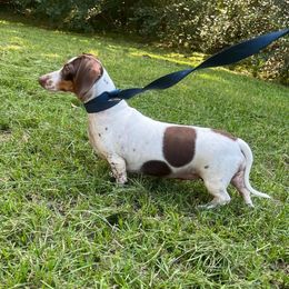 Dixie - Dachshund
