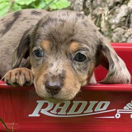 Ducky     4000 - Dapple female Dachshund puppy in Hendersonville, North Carolina from Snarky Doxy Miniature Dachshunds