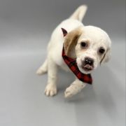 Alex - Orange belton male English Setter puppy in Lake Tomahawk, Ohio from StoneyBrook Setters