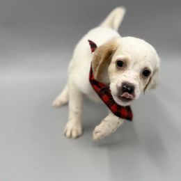 Alex - Orange belton male English Setter puppy in Lake Tomahawk, Ohio from StoneyBrook Setters