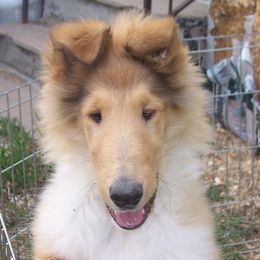 Collie Puppies from Thorndale Collies