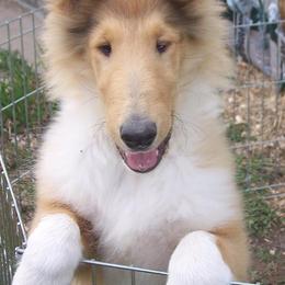 Collie Puppies from Thorndale Collies