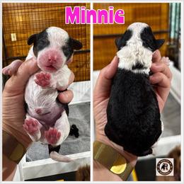 Minnie - female Golden Mountain Doodle puppy in Banner Elk, North Carolina from Walnut Tree Bernedoodles