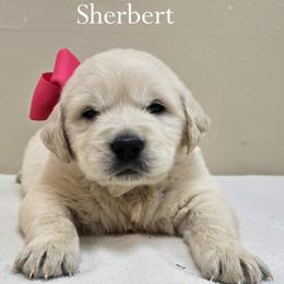 Girl 2 - Light golden female Golden Retriever puppy in Milford, Michigan from Servant Kennel