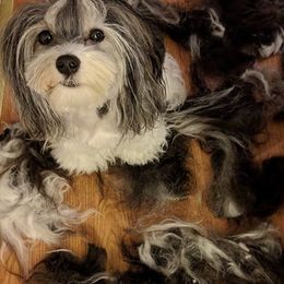 Havanese from Narwyn Havanese