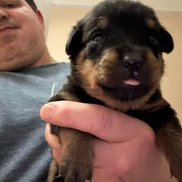 Pink girl - Black and mahogany female Rottweiler puppy in Colorado Springs, Colorado from Von Locher Rotties