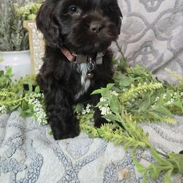 Huntley - Chocolate male Shih Tzu puppy in Hartville, Missouri from Petty Paws