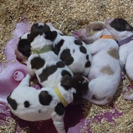 2 Orange Puppy - White and orange male Brittany puppy in Fort Recovery, Ohio from 2345 ELO  Erica's Liver & Orange Brittany Puppies