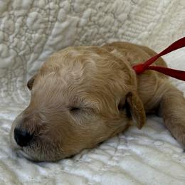 Miss Red Collar - Apricot female Poodle puppy in Screven, Georgia from Dreamland Standard Poodles