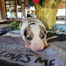 Ember - Blue merle female Border Collie puppy in Morgan, Texas from Shooting Star Ranch