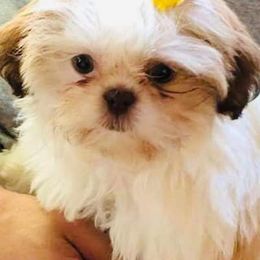 Shihpoos and Shih Tzus from Kinard's puppies