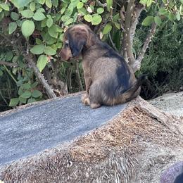 Rosie - Red female Dachshund puppy in Paso Robles, California from Nicole's Dachshunds