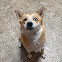 Mila - Pomsky