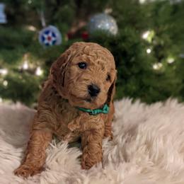 Goldendoodles from Park City Goldendoodles