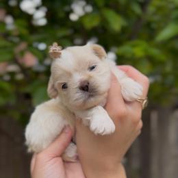 Pearlescent Oyster - White male Shih Tzu puppy in Cedar Hill, Texas from Puppy Paper House