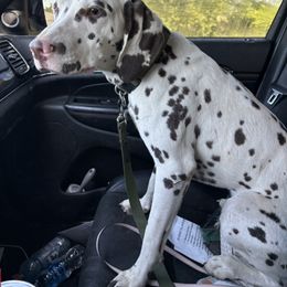 Theseus - Dalmatian