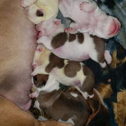 Bulldog and Shetland Sheepdog Puppies from Smooch-A-Bulls English Bulldogs & M&M Shelties