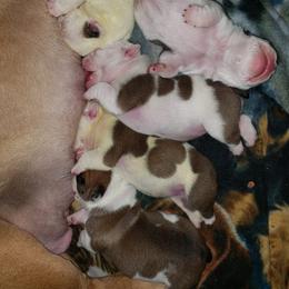 Bulldog and Shetland Sheepdog Puppies from Smooch-A-Bulls English Bulldogs & M&M Shelties