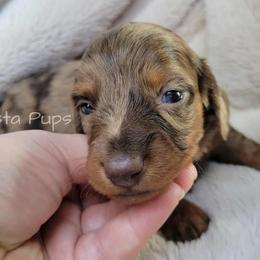 Boy 6 - male Dachshund puppy in Texarkana, Arkansas from Pasta Pups Miniature Dachshunds
